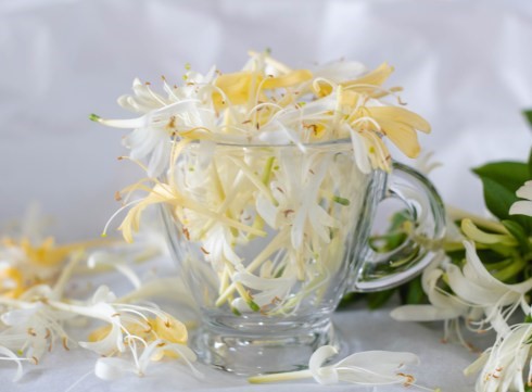 Honeysuckle Flower Tea